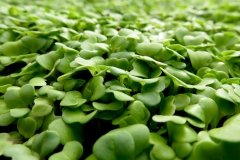 Microgreens at Russell Farms