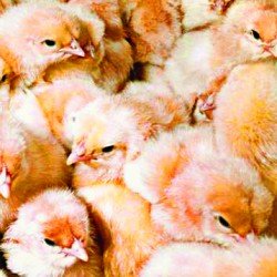 Here Come The Chicks 11/11