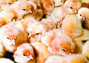 Here Come The Chicks 11/11 | View More