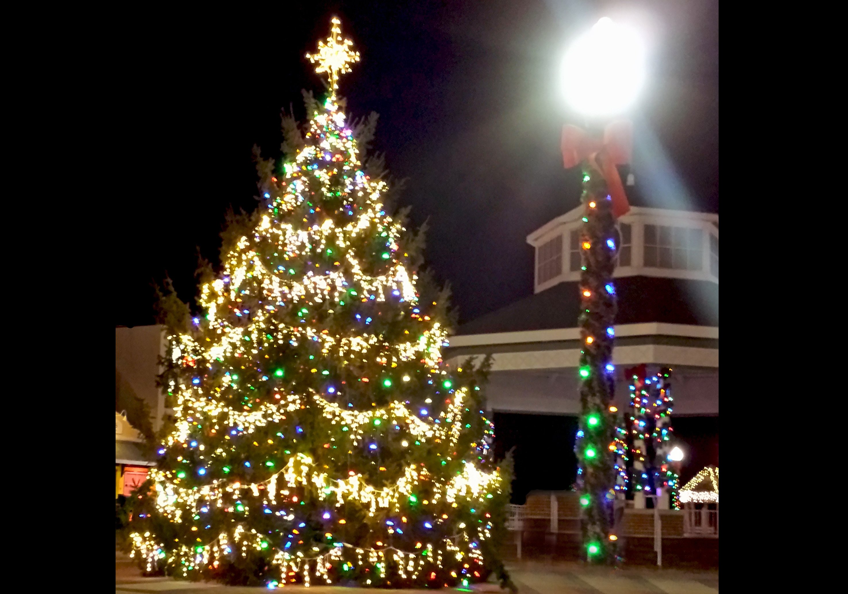 Rehoboth, Beach, Christmas, Tree