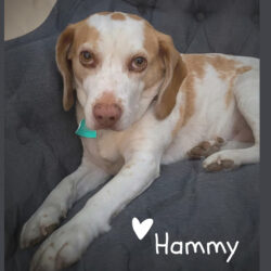 Hammy’s CLOSED