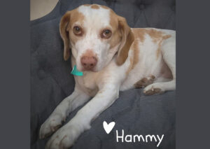 Hammy’s CLOSED