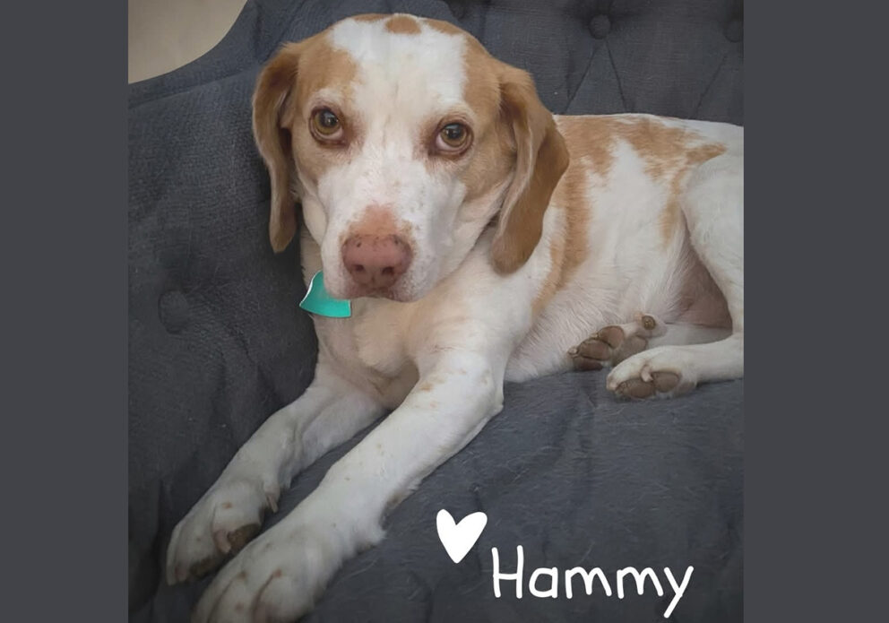 HAMMYsized